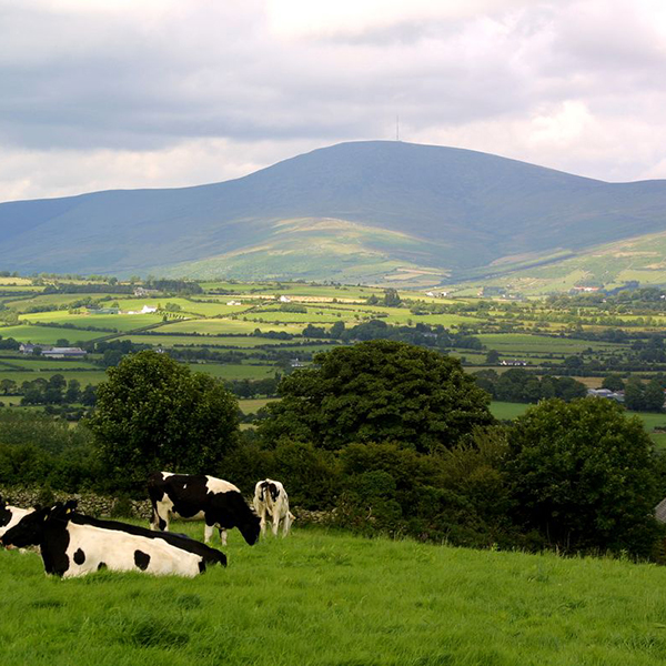 Walking the South Leinster Way